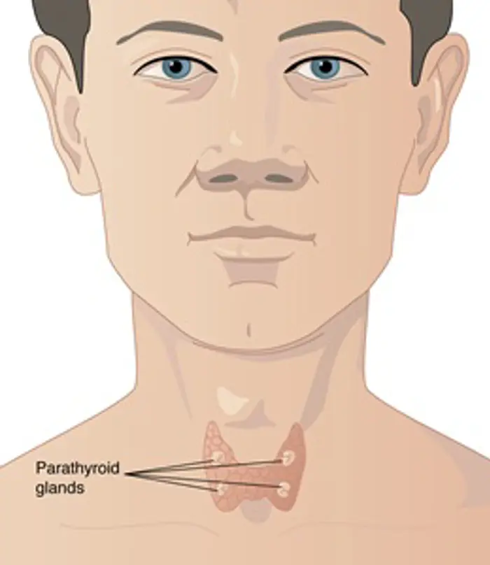 The <a tabindex='0' class='popover-dismiss' href='/glands/parathyroid-glands/' data-target-type='infoSheet' data-target-url='/glands/parathyroid-glands/' data-bs-toggle='popover' data-bs-trigger='focus' title='parathyroid glands' data-bs-content='1449' >parathyroid glands</a> are located in the neck, just behind the butterfly-shaped thyroid gland