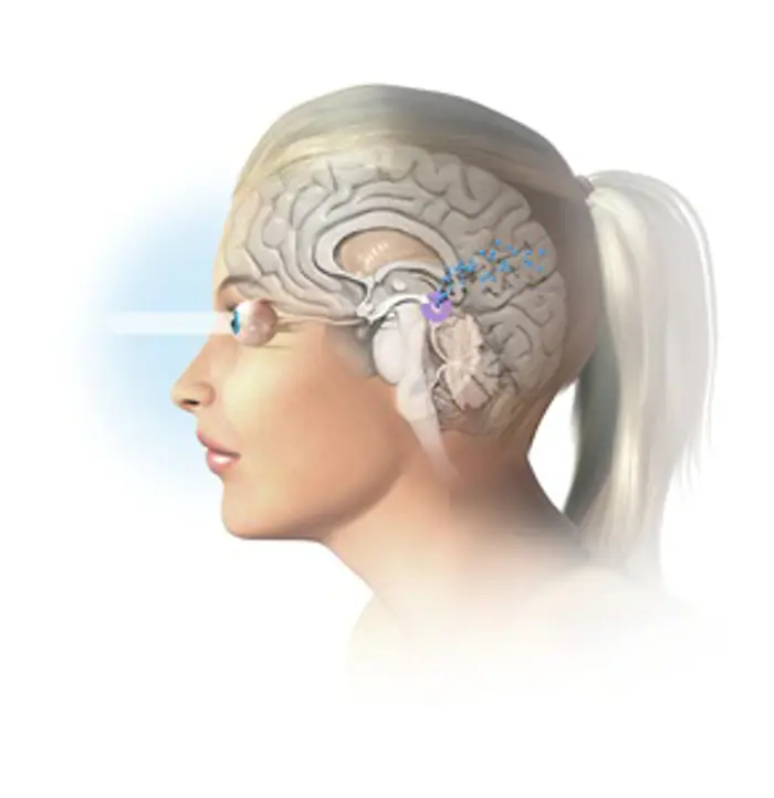 Melatonin is produced by various tissues in the body, although the major source is the <a tabindex='0' class='popover-dismiss' href='/glands/pineal-gland/' data-target-type='infoSheet' data-target-url='/glands/pineal-gland/' data-bs-toggle='popover' data-bs-trigger='focus' title='pineal gland' data-bs-content='1450' >pineal gland</a> in the brain. Melatonin (blue) is produced naturally from the amino acid tryptophan, by the pineal gland (purple) at night-time. Night-time is detected by reduced light entering the eyes (left), and the arrow shows the melatonin secretion signal sent by the <a tabindex='0' class='popover-dismiss' href='/glossary/o#optic-nerve' data-target-type='glossary' data-target-url='/glossary/o#optic-nerve' data-bs-toggle='popover' data-bs-trigger='focus' title='optic nerve' data-bs-content='1862' >optic nerve</a> to the pineal gland once darkness has fallen.