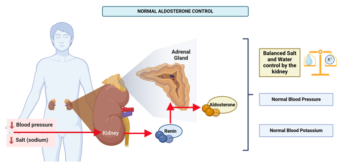 Figure 1: When blood pressure is low or there is not enough salt in the body, the kidney makes more renin. This signals the <a tabindex='0' class='popover-dismiss' href='/glands/adrenal-glands/' data-target-type='infoSheet' data-target-url='/glands/adrenal-glands/' data-bs-toggle='popover' data-bs-trigger='focus' title='adrenal glands' data-bs-content='1443' >adrenal glands</a> to release more aldosterone. Aldosterone helps the kidney keep the right balance of salt and water, which helps bring blood pressure and <a tabindex='0' class='popover-dismiss' href='/glossary/p#potassium' data-target-type='glossary' data-target-url='/glossary/p#potassium' data-bs-toggle='popover' data-bs-trigger='focus' title='potassium' data-bs-content='1880' >potassium</a> levels back to normal. Image made using Biorender.